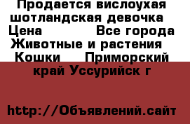 Продается вислоухая шотландская девочка › Цена ­ 8 500 - Все города Животные и растения » Кошки   . Приморский край,Уссурийск г.